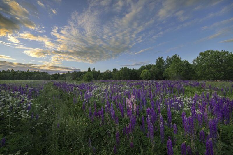 лето, люпины, пейзаж, небо, ленинградская область Люпиновое лето фото превью