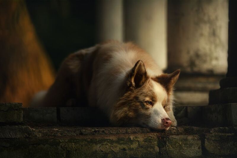 Грусть фото превью