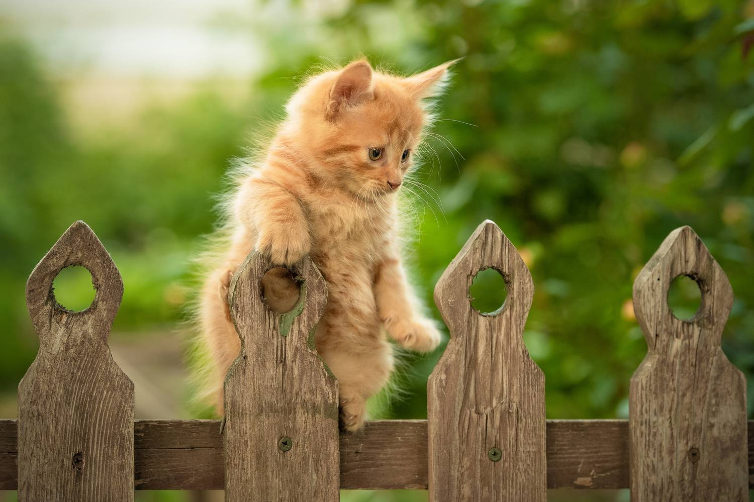 , Коротун Юрий