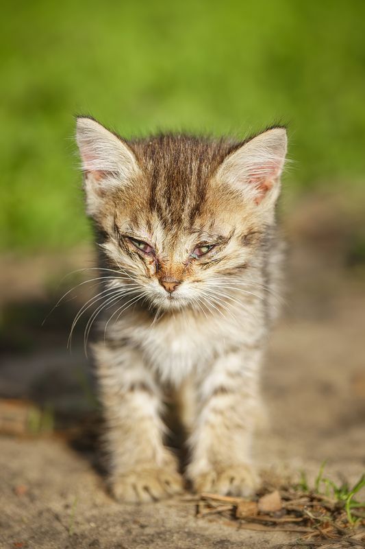 Котёнок в траве фото превью