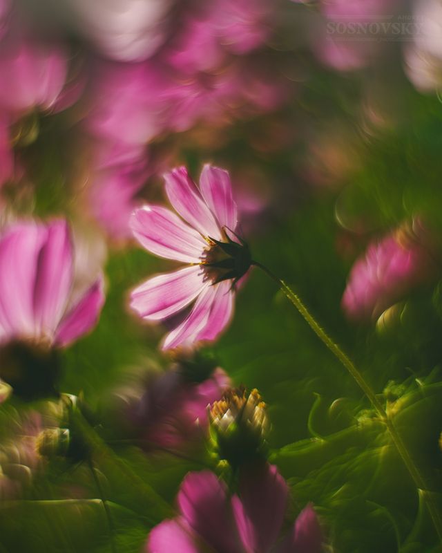 Утренние грёзы фото превью