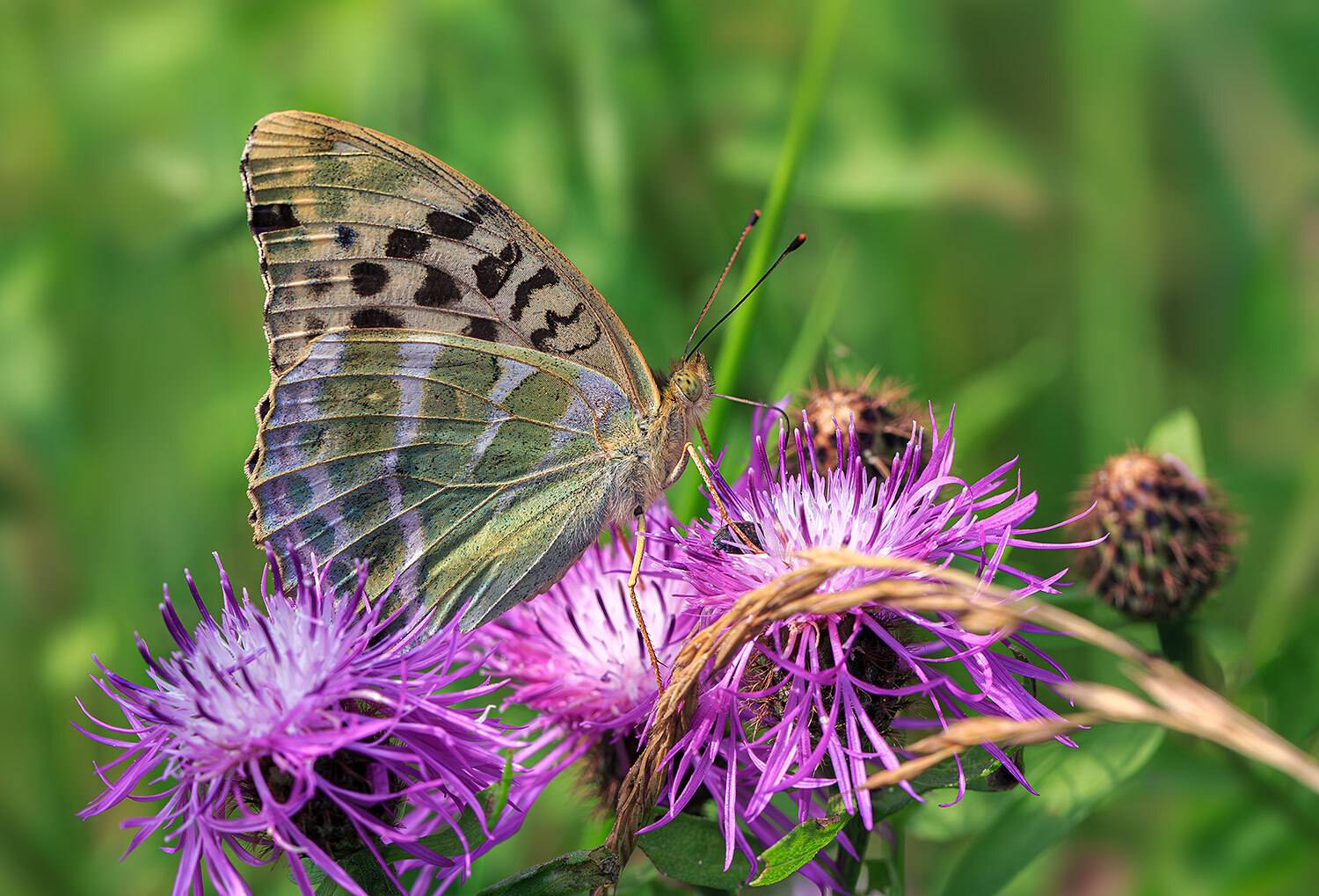 насекомые, бабочка, нимфалида, перламутровка, лесная,   лето, июль, Борис Новиков