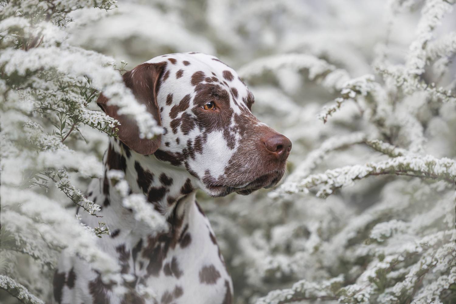 , Яна Нарбутович