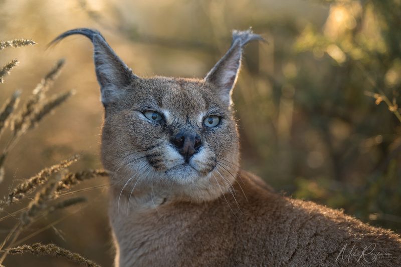 caracal, african lynx, worldphototravels, mike reyfman, wildlife photography, nature photography, photo workshop, safari, каракал, африканская рысь, майк рейфман, фотосъемка дикой природы, фотомастерская, сафари Caracal - African Lynx фото превью