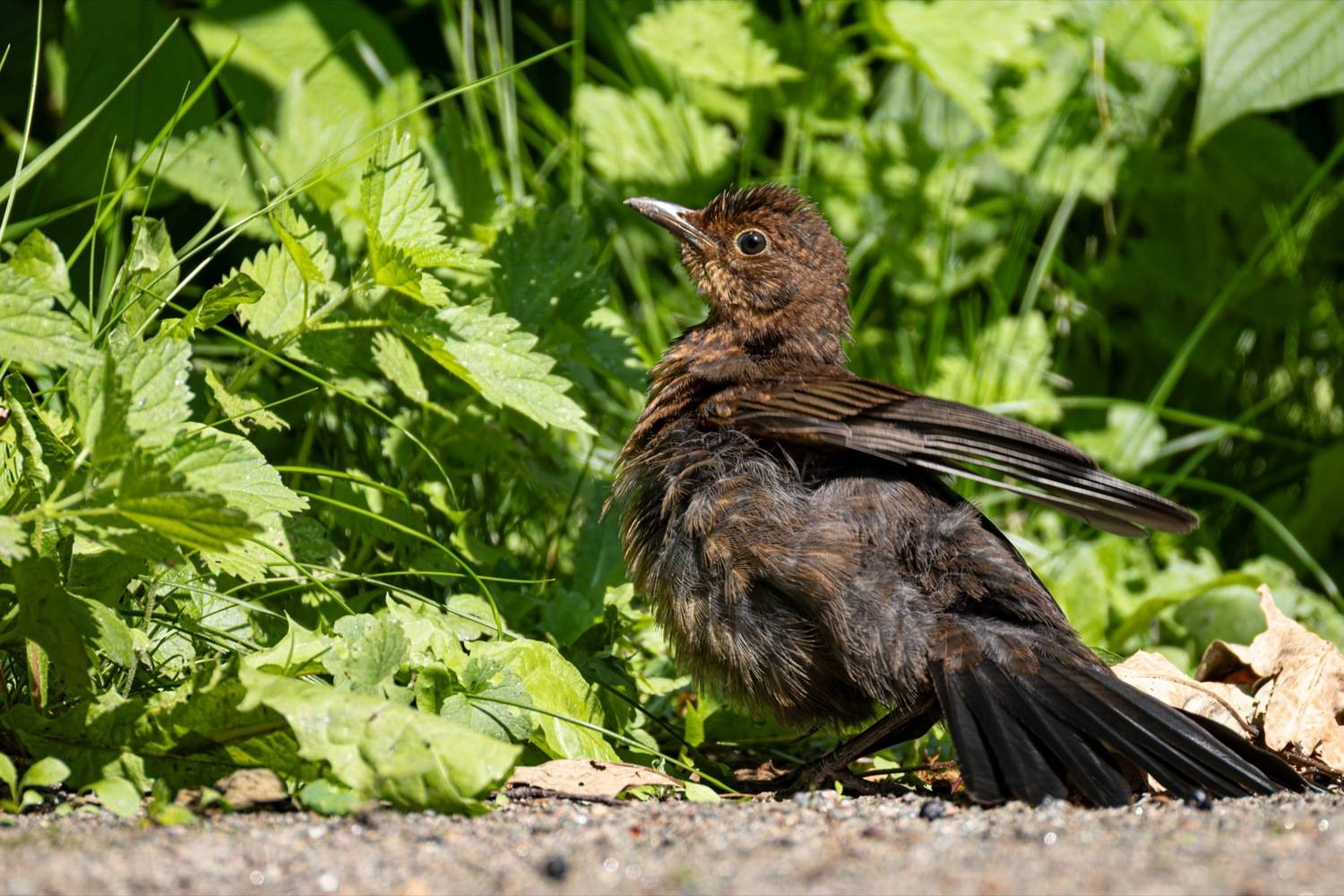 дрозд, черный дрозд, птенец, птицы, солнцевание, Руслан Pl