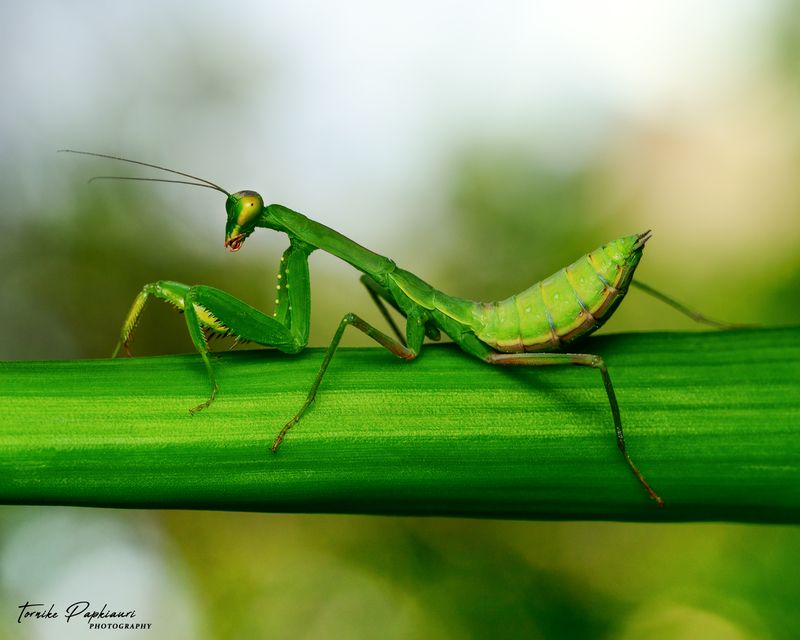 macro, mantis, georgia Mantis фото превью