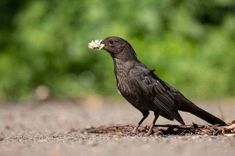 черный дрозд, дрозд, птицы Черный дрозд фото превью