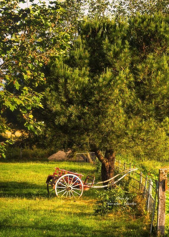 А лошадка пошла спать... фото превью