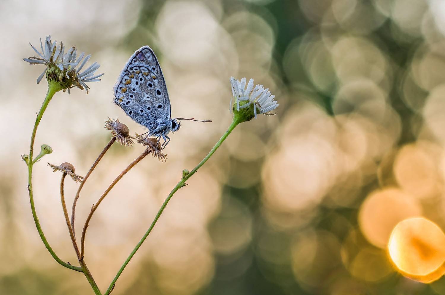 , Чепленко Алексей