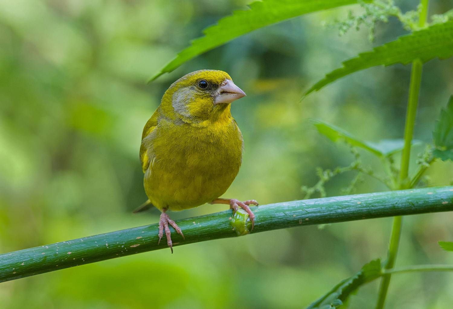 зеленушка,самец,крапива,лето, Иван