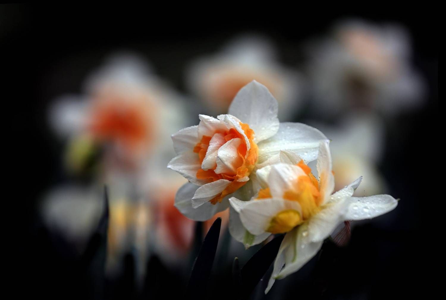 , Бибичков Михаил