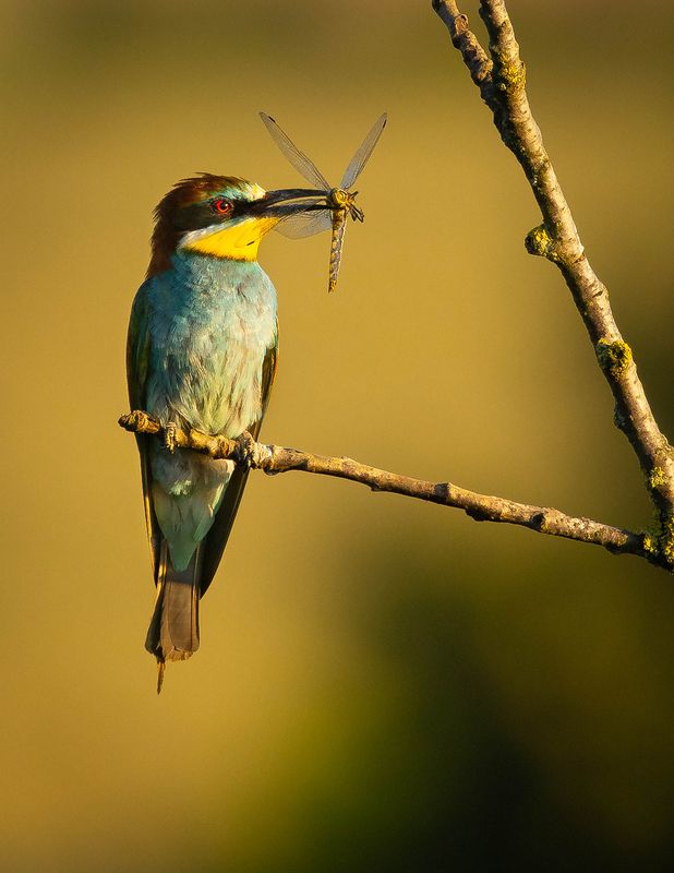 Včelař фото превью