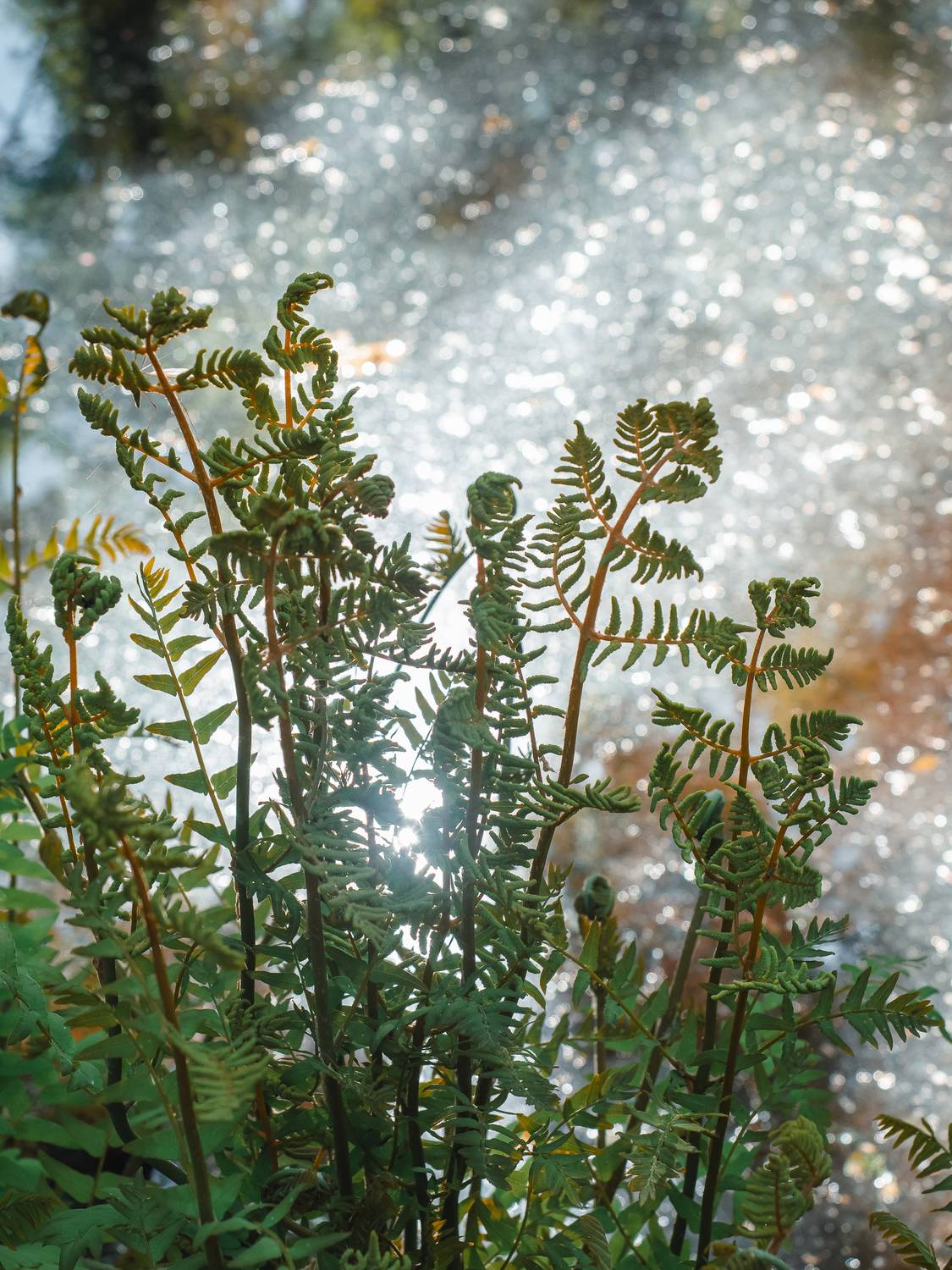 , Ирина Протченко