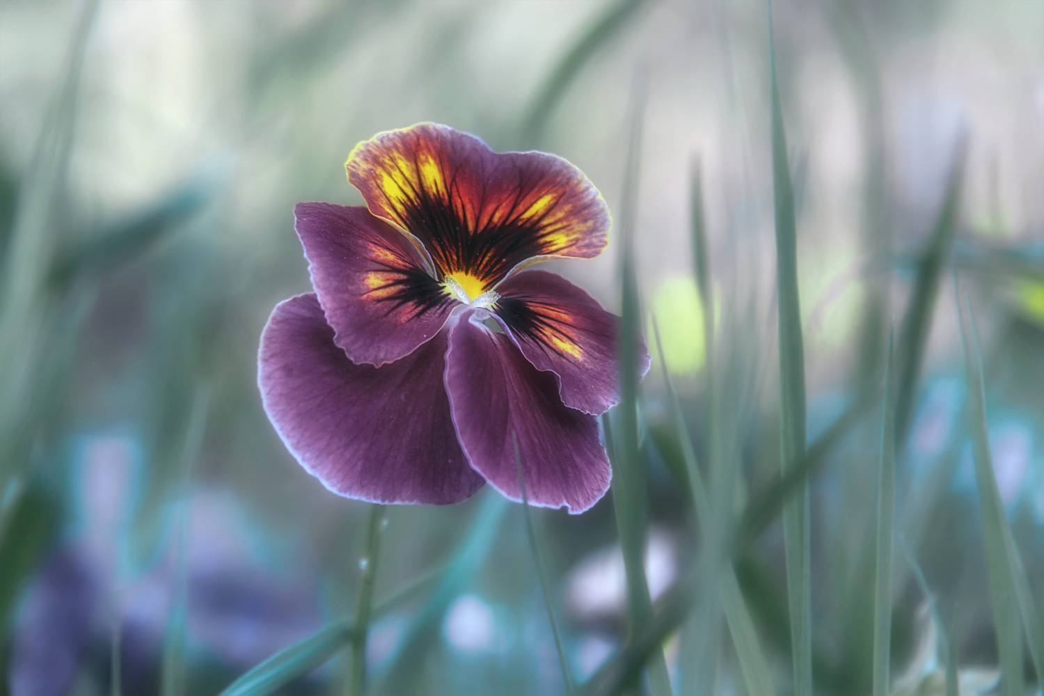 цветок, анютины глазки, фиалка трехцветная, viola tricolor, Вера Ра