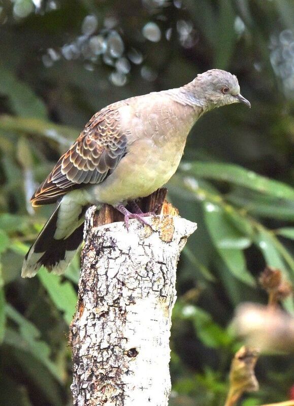 Нежданная гостья фото превью