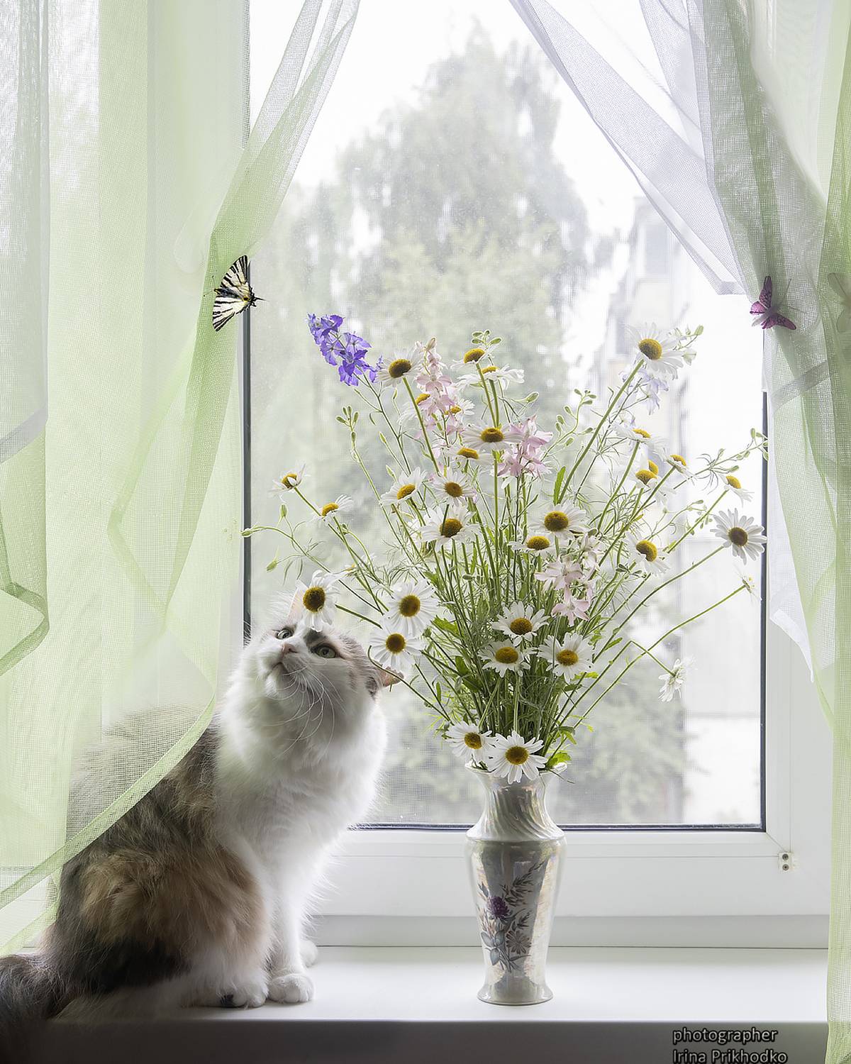 натюрморт, цветы. букеты, кошка, питомцы, окно, Приходько Ирина