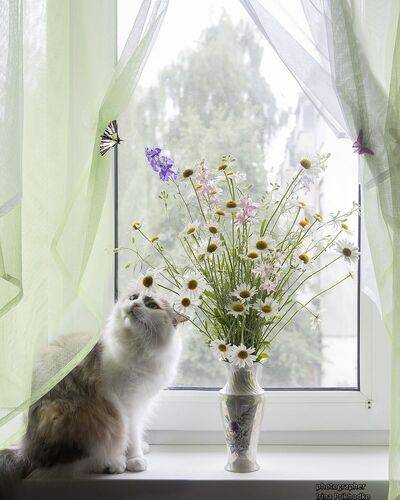 Кошка на окошке