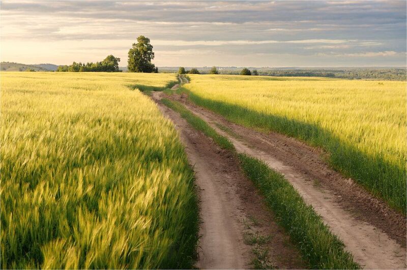 Вечернее поле фото превью