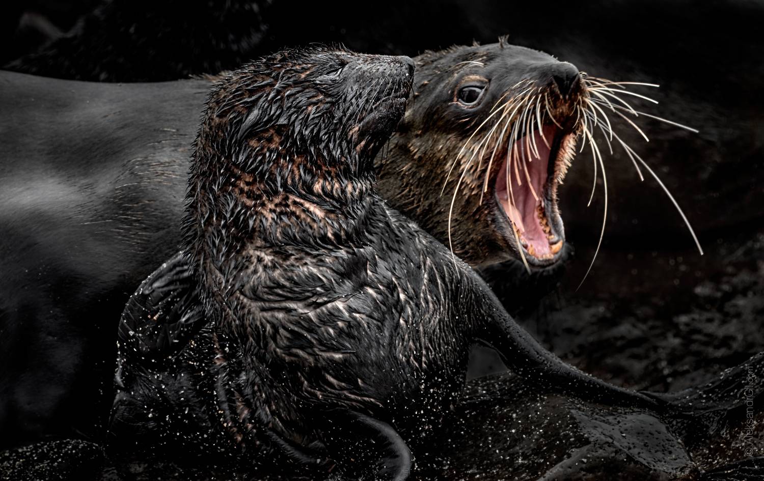 , Гиль Александр