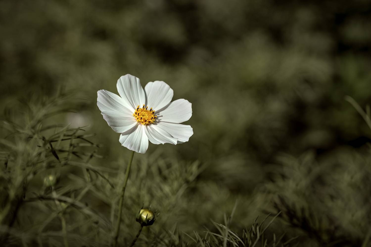 космея, природа, цветы, минимализм, флора, Людмила Завьялова