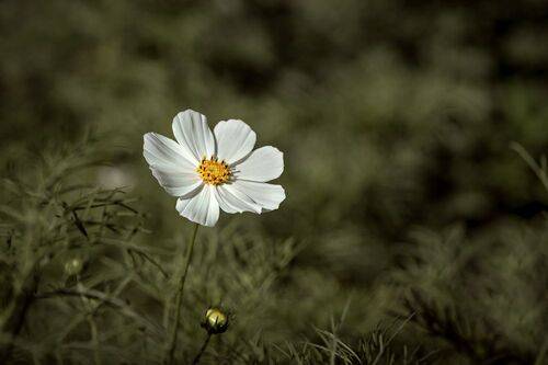 Космическая космея