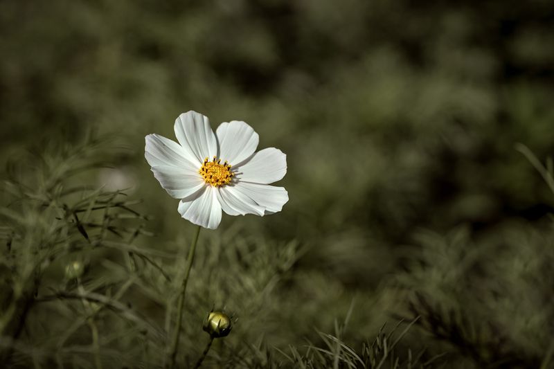 космея, природа, цветы, минимализм, флора Космическая космея фото превью