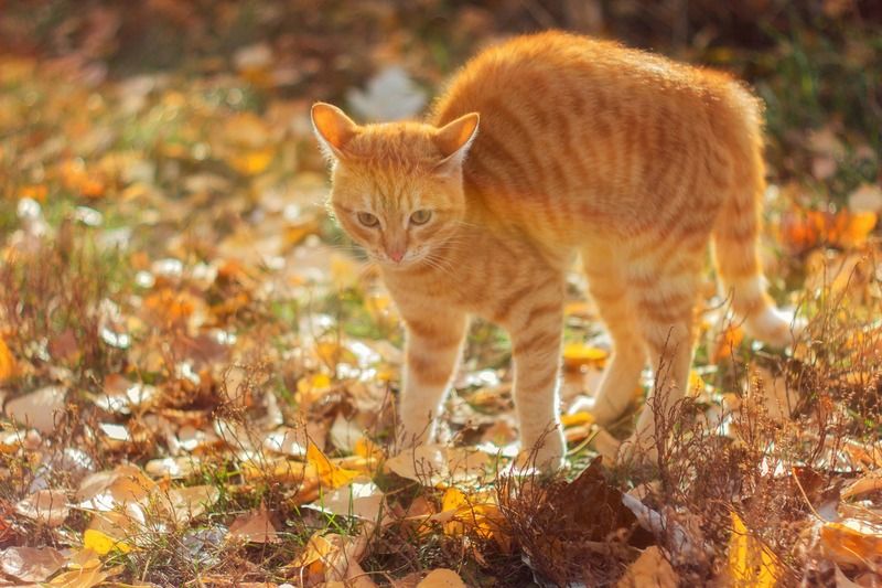 дачный кот Золотой одногорбый кот фото превью