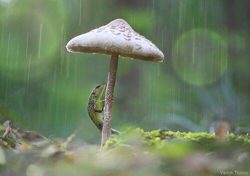 Под зонтиком