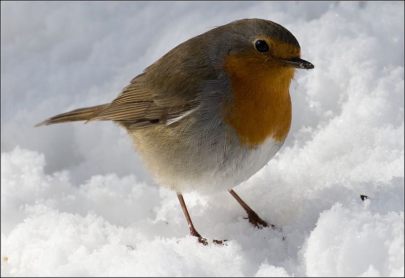 москва, парк, птица Зорянка на снегу фото превью