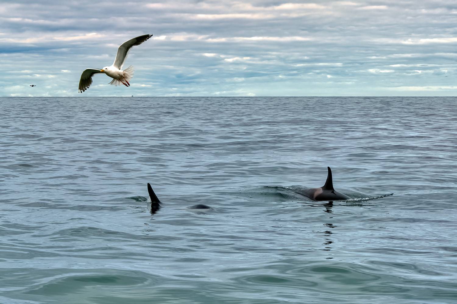 , Гордонов Юрий