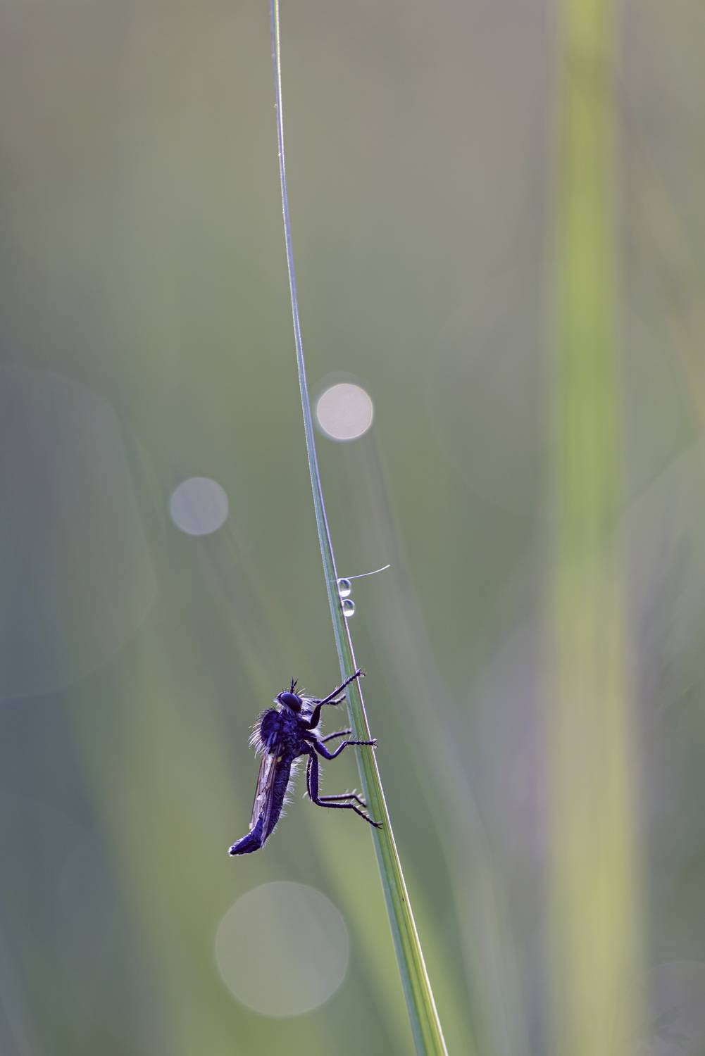 ,  Светослав Радков