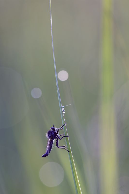 Хищна муха фото превью
