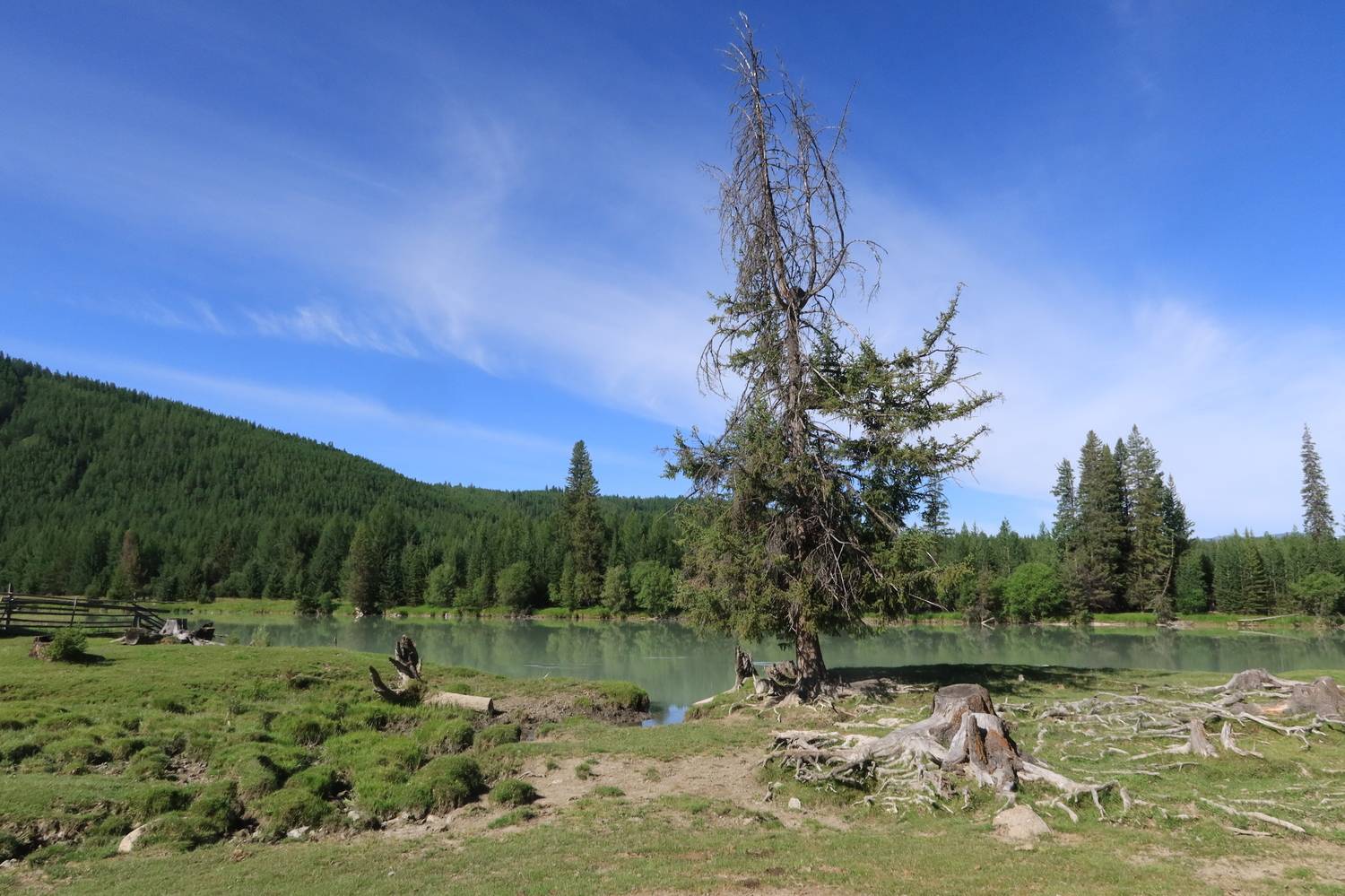 природа,алтай,река,аргут,деревья,пейзаж, Козлова Галина