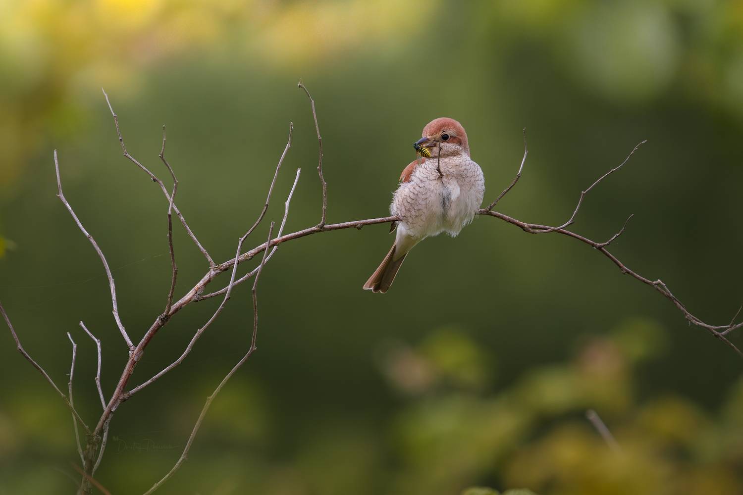 природа, лес, поля, огороды, животные, птицы, макро, Дмитрий Посевич