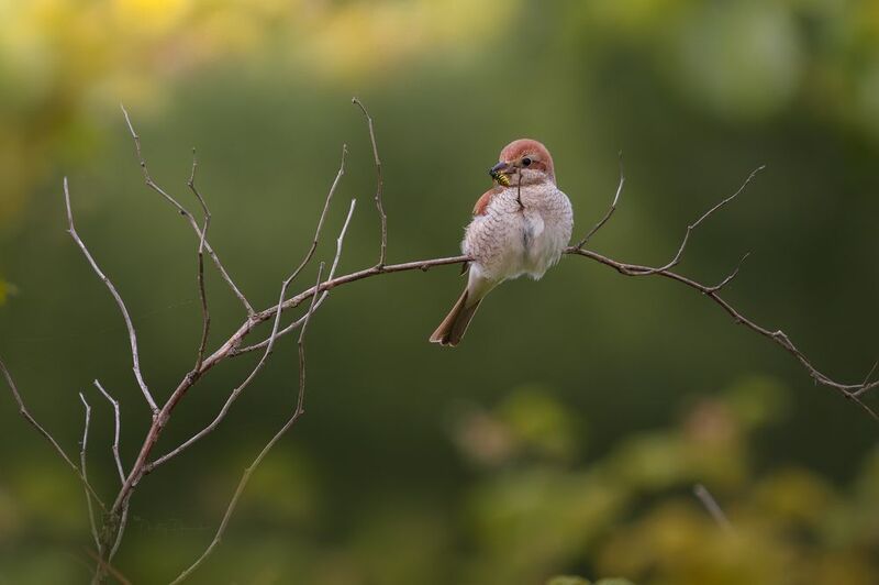 природа, лес, поля, огороды, животные, птицы, макро Очаровашка фото превью