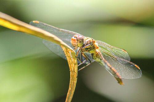 Сжатобрюх кроваво-красный