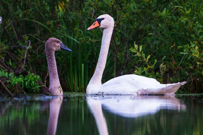 Лебеди Кроха сын фото превью
