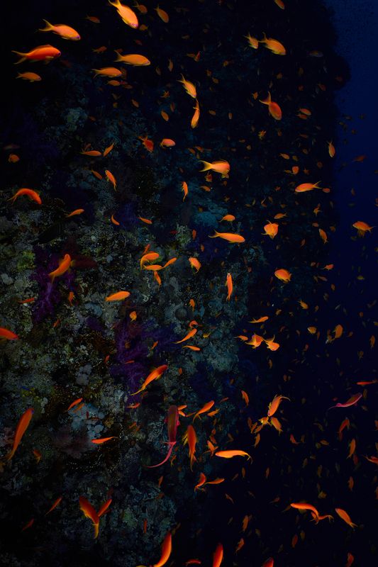 Язычки пламени фото превью