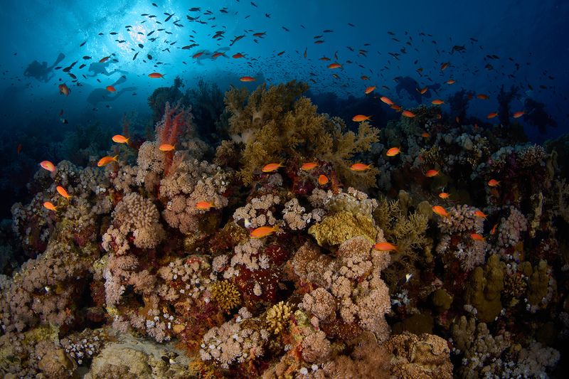 Рифы Красного моря / Red sea reefs фото превью