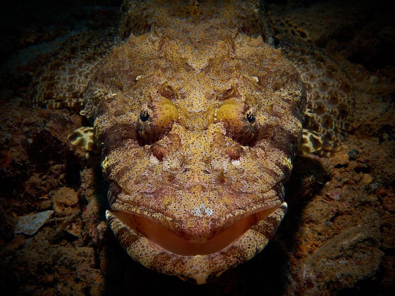 Crocodile / Крокодил фото превью