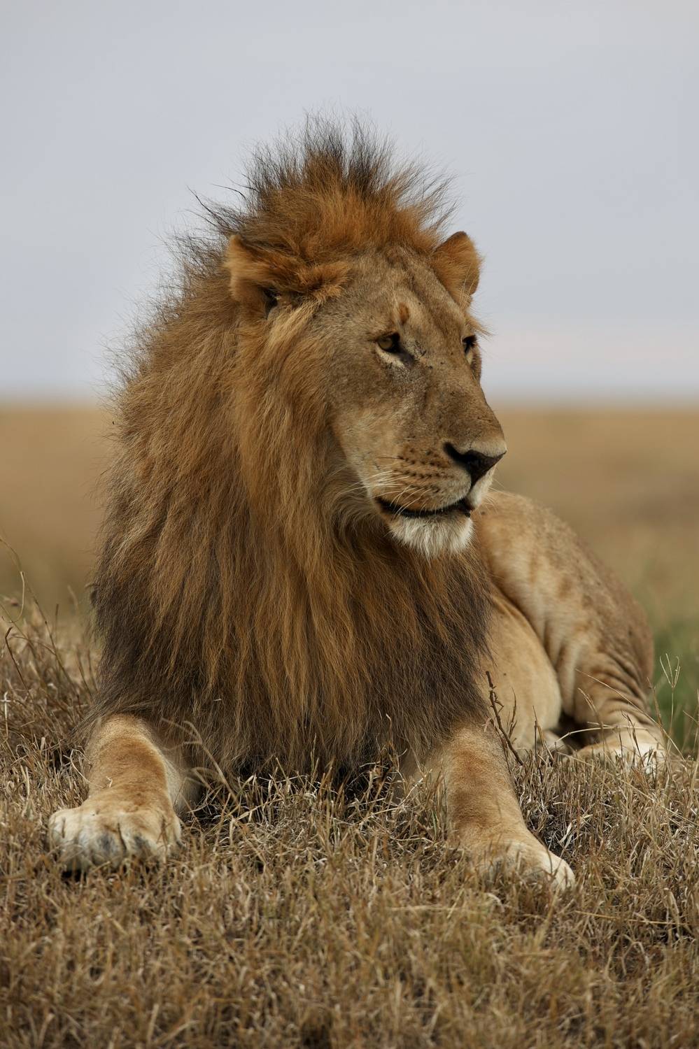 , Голубков Леонид