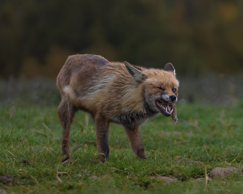 fox, predators, wild, animals, рыжая, обыкновенная, лиса, хищники, дикие, животные Жизнь была не легка... фото превью