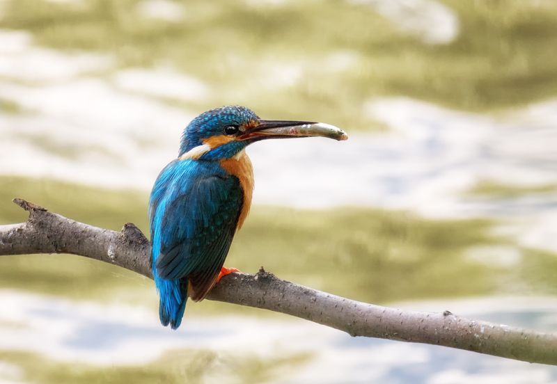 птица, зимородок, рыбак, рыбка, Рыбачок.. (2 ФОТО) фото превью