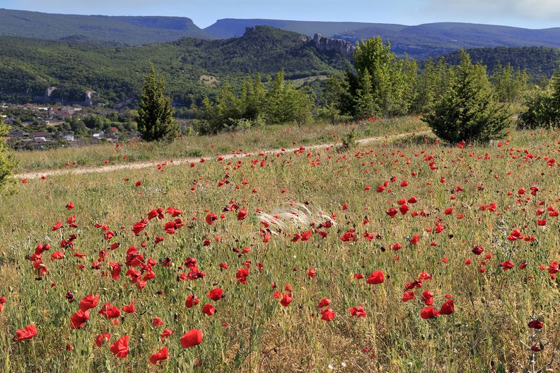 фото превью