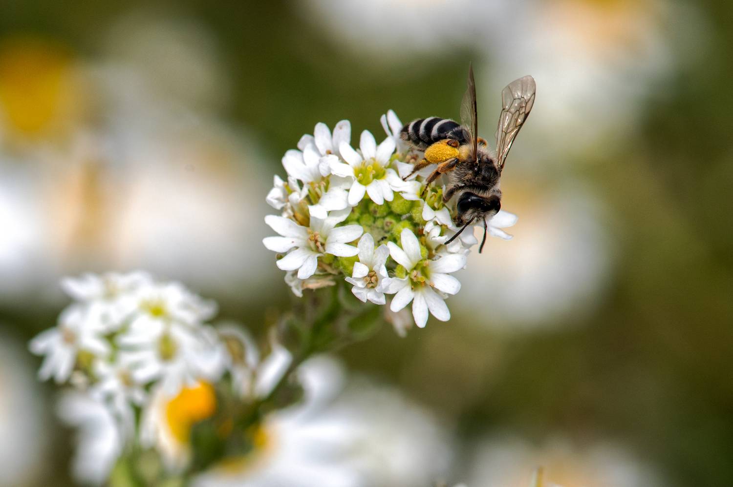 , Роман Князев