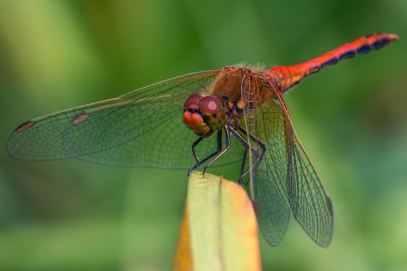 В засаде. фото превью