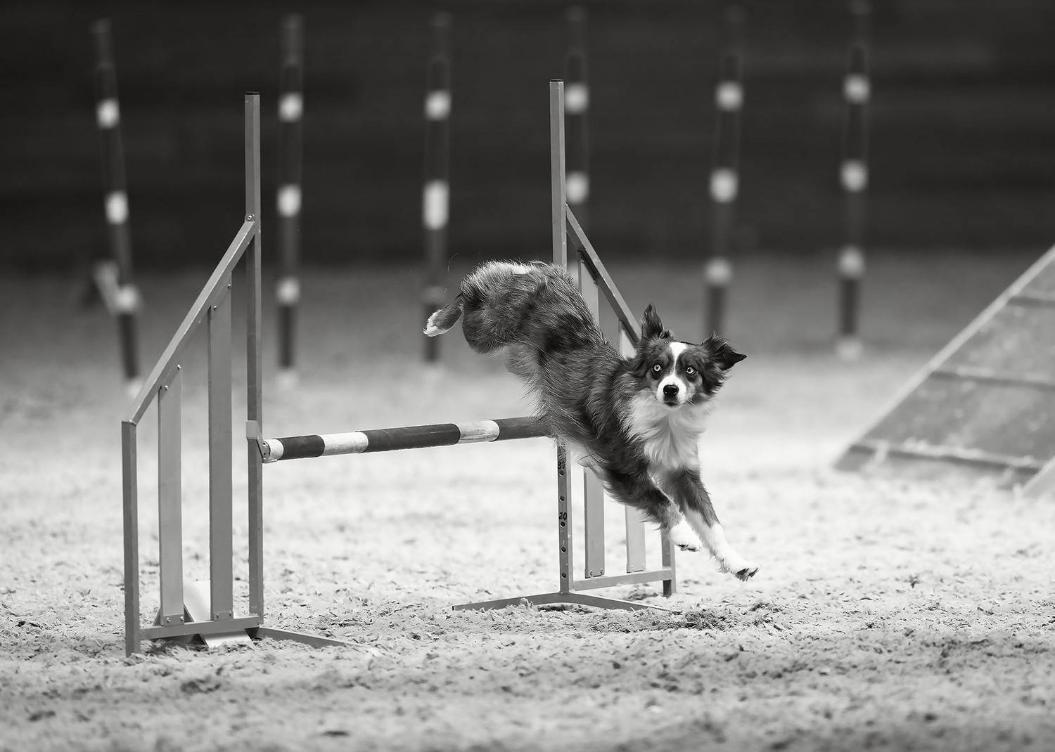 соревнования, аджилити ,собака,прыжок, спорт, dog, competition, jump, sport, Стукалова Юлия