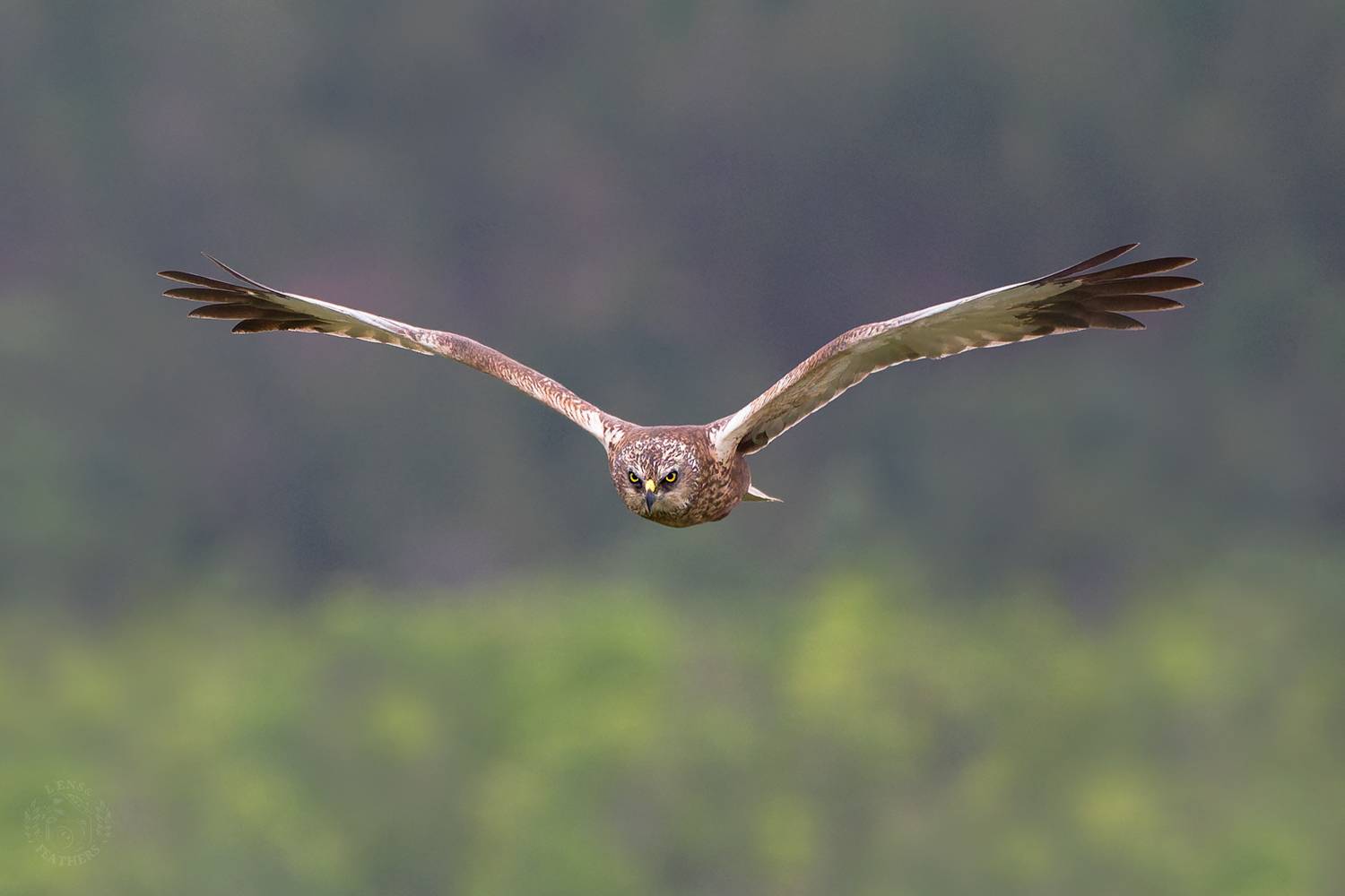 , Евгени Стефанов