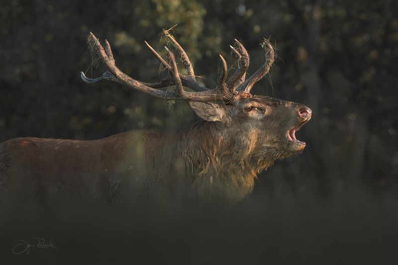 олень, беларусь, гон, deer, rut, осенний гон, красный бор, олени, осень, рассвет, red deer, беларусь, красный бор Зов фото превью