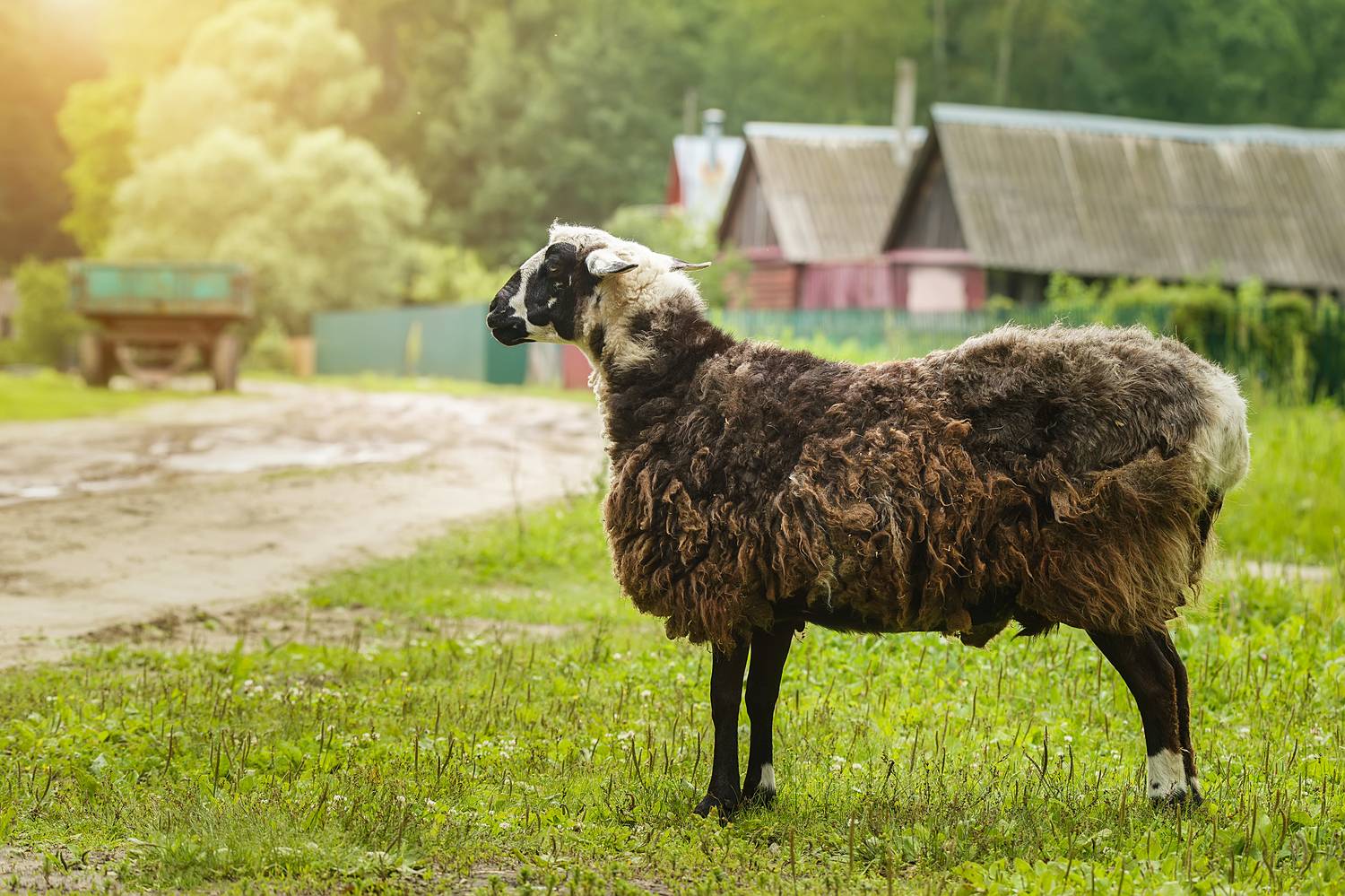 , Корнеев Алексей